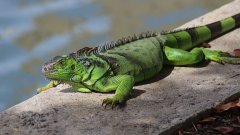 En Floride, les services météo mettent en garde contre les pluies d'Iguanes