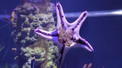 L'étrange digestion de l'étoile de mer