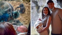Dans un zoo, une femelle gorille porte son petit pour le montrer à une mère et son bébé de l'autre côté de la vitre