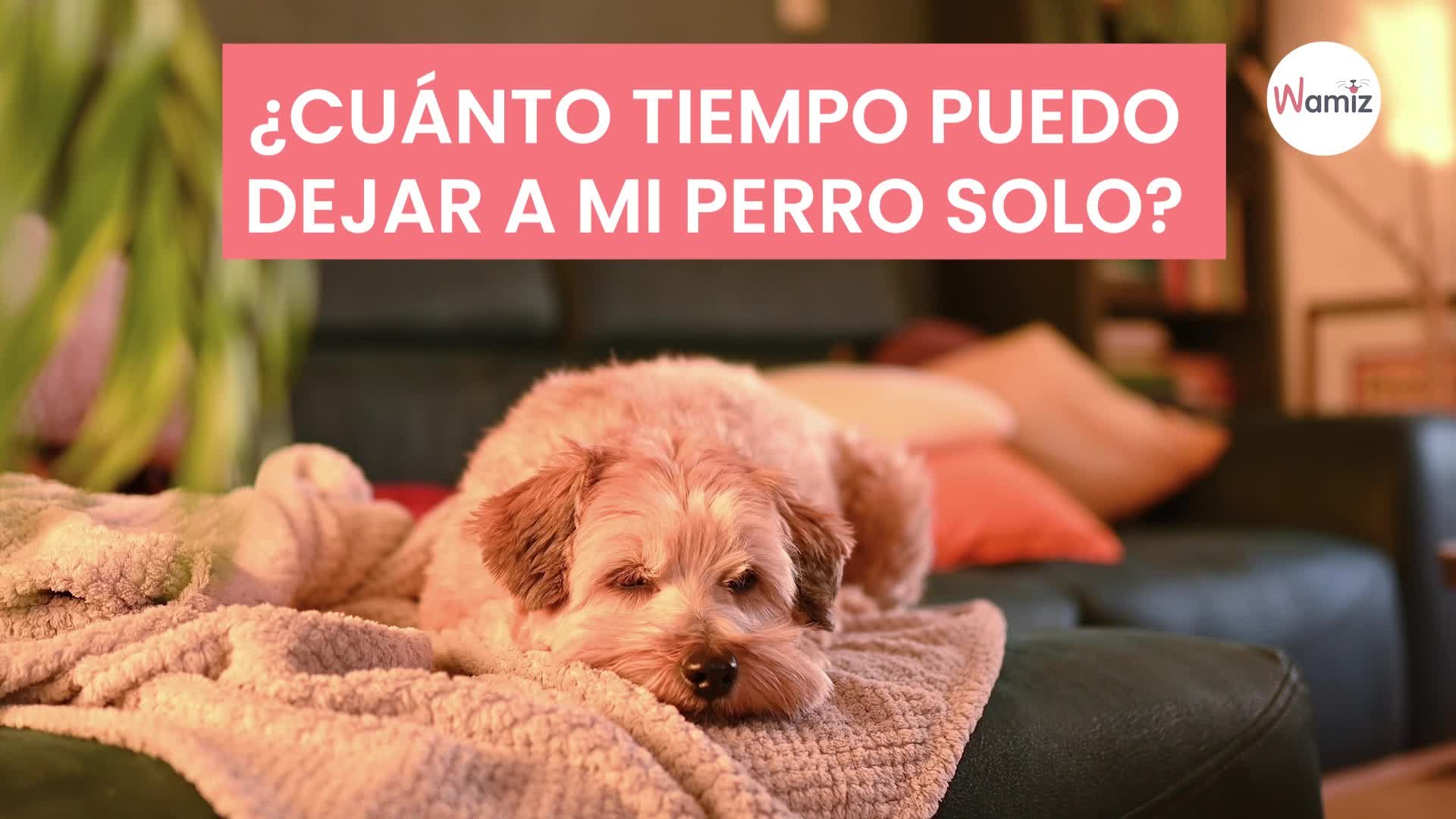 cuanto tiempo se puede dejar solo un perro rspca