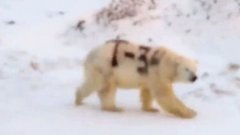 Russie : un ours polaire «tagué» pourrait être en danger