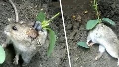 Un agriculteur trouve un rat mutant avec une germe de soja poussant sur son dos