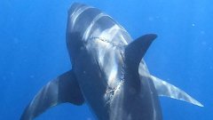 Un grand requin blanc photographié avec une énorme cicatrice de morsure interpelle la communauté scientifique