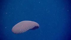 La méduse rouge du genre Poralia | Futura