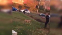 Un chien se fait abattre par un policier (France - Isère)