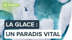 La glace, un paradis blanc vital pour la Planète : I am Vital par Florian Ledoux  | Futura