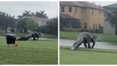 Un alligator géant se promène sur un terrain de golf en Floride