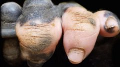 Un gorille né sans pigmentation sur les doigts surprend les visiteurs d'un zoo