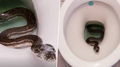 Ce qu'il découvre dans la cuvette des WC est terrifiant