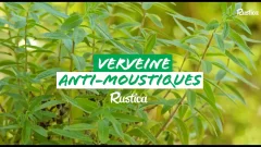 Verveine citronnelle, la verveine anti-moustique