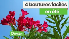 4 boutures faciles en été