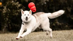 10 exercices FACILES à faire à la maison avec votre chien