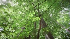 Le hêtre des forêts auvergnates, un nid de biodiversité