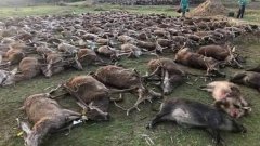 Au Portugal, 540 animaux ont été tués lors d'une partie de chasse qui a viré au massacre