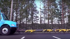 Une meute de robots-chiens déplace un camion