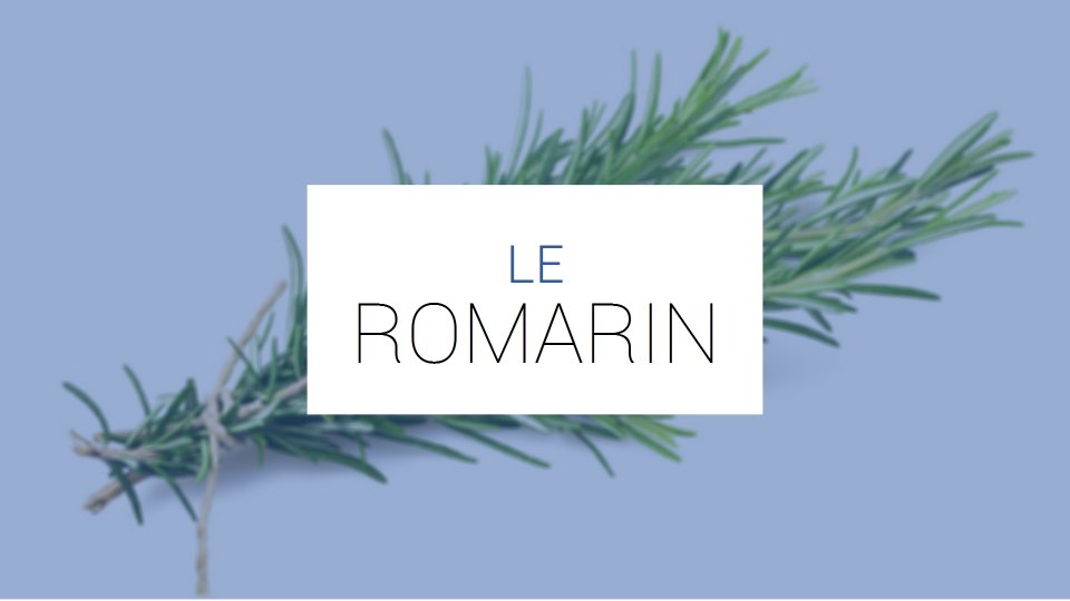 Romarin officinal à 1.8-cinéole : caractéristiques, bienfaits, vertus et  propriétés