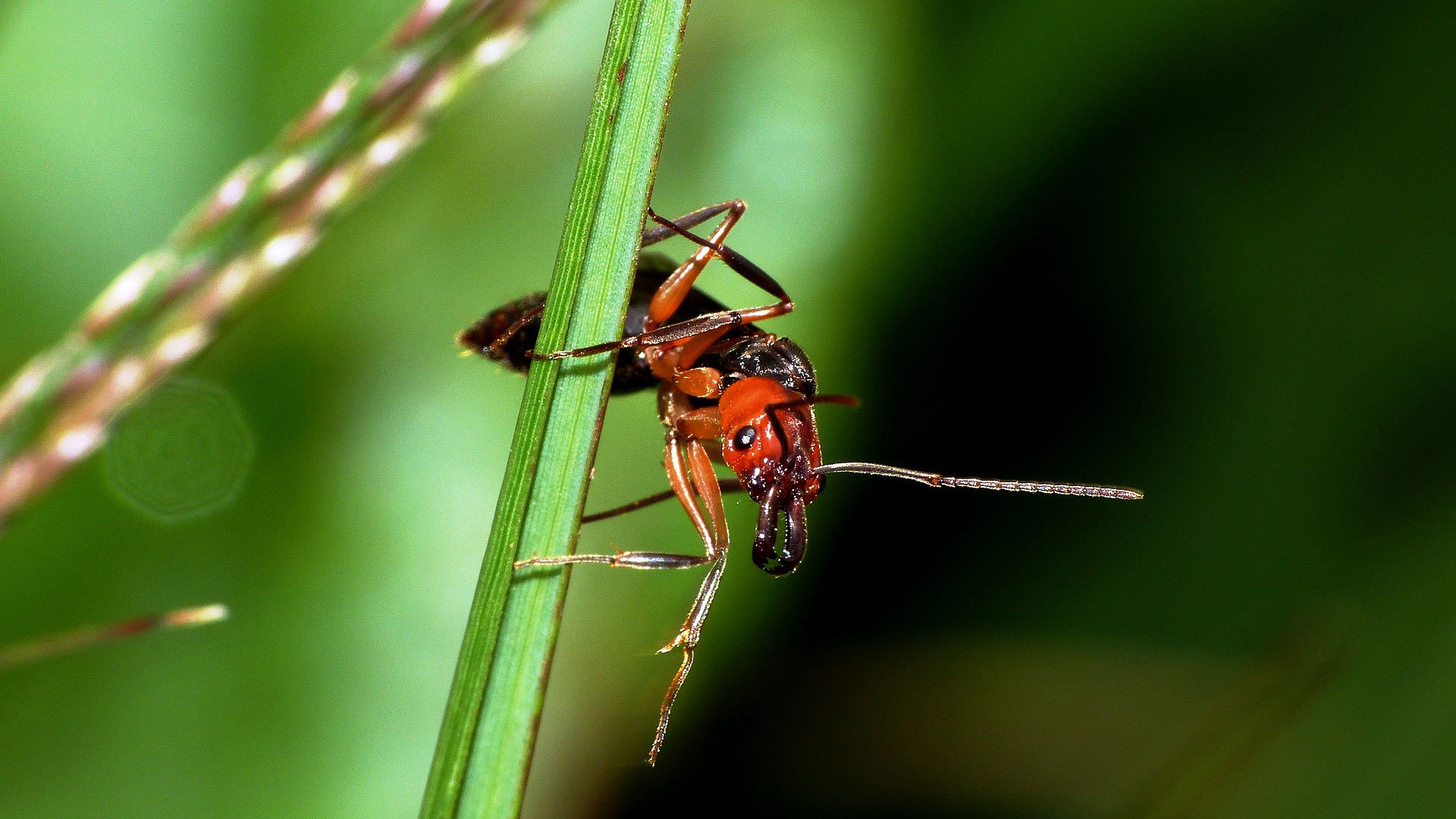 Les fourmis ont perdu leurs ailes pour gagner du muscle