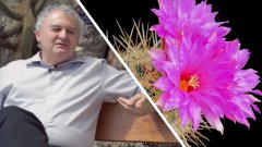 Interview : comment les cactus résistent-ils si bien à la sécheresse ?