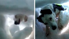 Enseveli sous une avalanche, cet homme a filmé un chien qui l’a sauvé