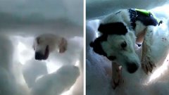 Enseveli sous une avalanche, cet homme a filmé un chien qui l’a sauvé