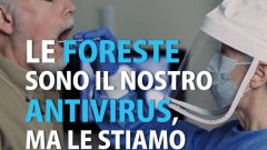 Le foreste sono il nostro antivirus