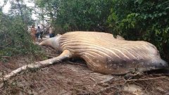 Mitten im Amazonas-Regenwald wurde ein Wal gefunden