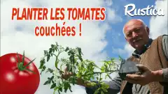 Planter des tomates à l'horizontale
