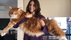 Le plus gros chat du monde s'appelle omar il mesure 1m20 et pèse 14 kilo