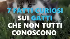 Curiosità simpatiche sui gatti