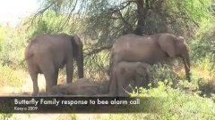 Eléphants effrayés par le bourdonnement des abeilles