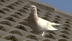 L'Australie envisage d'euthanasier un pigeon venu d'Amérique car il n'a pas respecté la quarantaine obligatoire