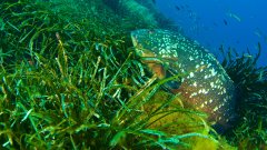 La posidonie, indispensable à la vie marine méditerranéenne