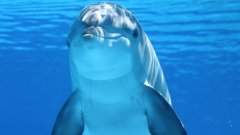 Un dauphin demande de l’aide à un plongeur