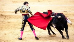 « Une torture d'animaux en public » : 35 parlementaires s'opposent à la corrida et demandent son interdiction en France