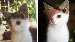 Ce chaton adorable est né avec 4 oreilles