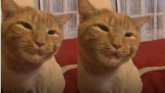 Le chat fait des bruits bizarres : le vétérinaire se retient difficilement de rire quand il comprend