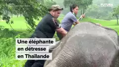 Un éléphant en détresse en Thaïlande - Futura