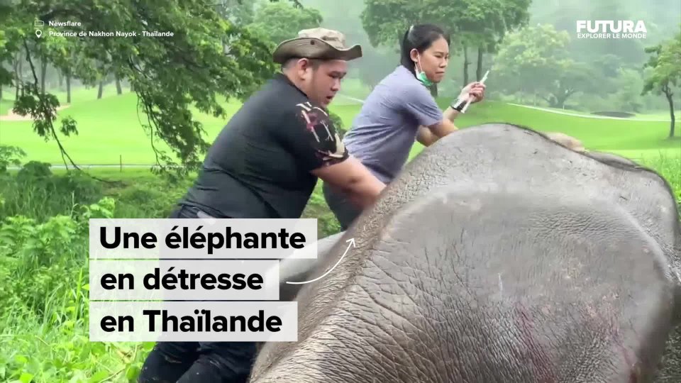 Un bébé éléphant porte secours à un homme en croyant qu'il était