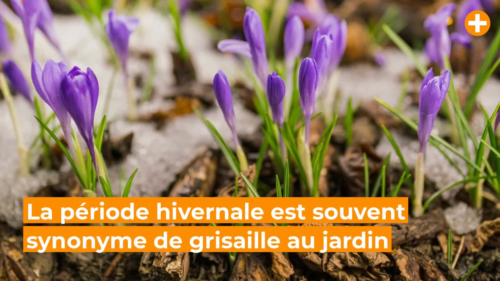 7 plantes pour un jardin coloré en hiver