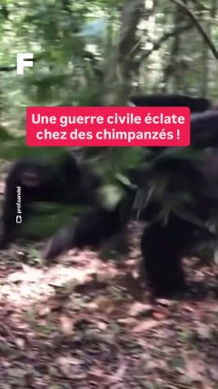 Maison - Vidéos Futura - Temporelles