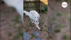 Il filme son chien sur TikTok : les internautes se figent de stupeur en découvrant sa particularité (Vidéo)