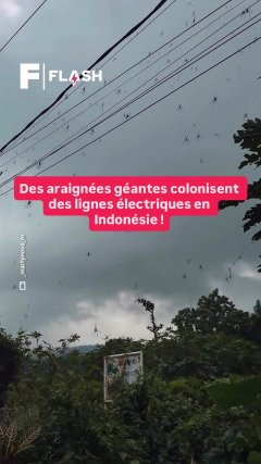 Planète - Vidéos Futura - Temporelles