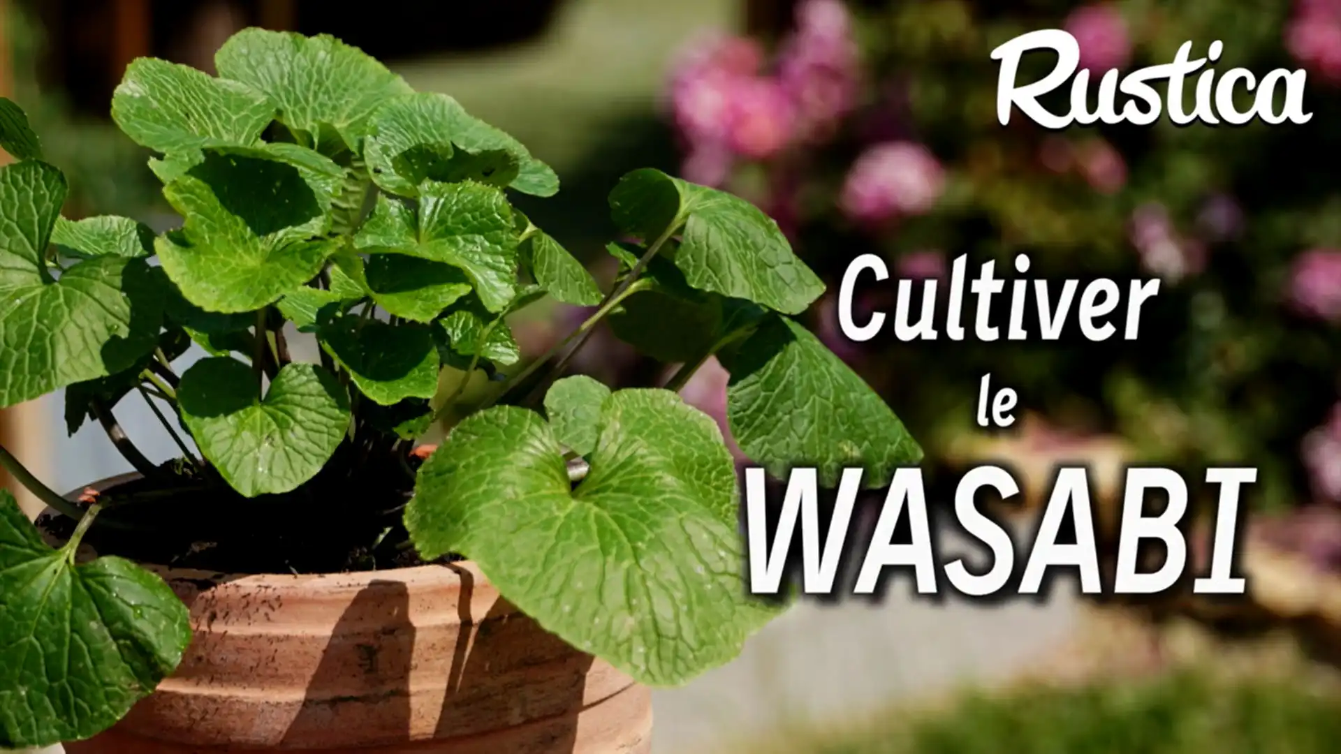 Le wasabi - L'actu piquante
