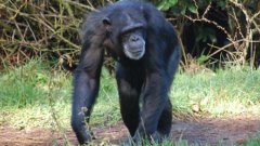 Avez-vous déjà vu des chimpanzés sans poils ? ils sont encore plus impressionnants ...