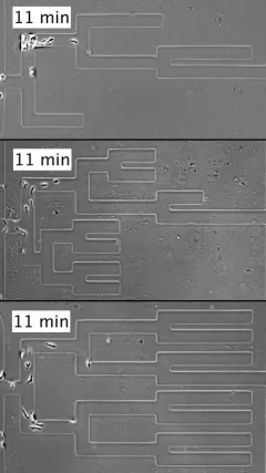 Labyrinthe microscopique | Futura