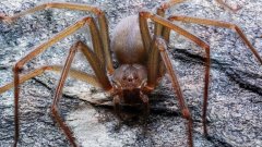Une nouvelle espèce d'araignée venimeuse, dont une morsure fait pourrir la chair, découverte au M...