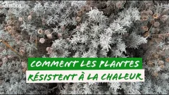 Comment les plantes résistent à la chaleur