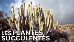 Interview : les étonnantes plantes succulentes du jardin exotique de Monaco