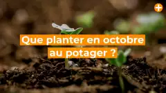 Que planter en octobre au potager ? Voici la liste des semis, repiquages et plantations du mois.