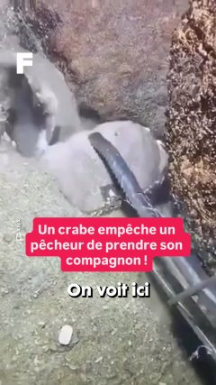 Planète - Vidéos Futura - Intemporelles